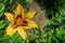 Lily in the flowerbed.