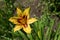 Lily in the flowerbed.