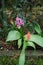 Lily-flowered orange tulip and purple hyacinth in the garden in April. Berlin, Germany