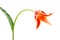 Lily-flowered Tulip Aladdin