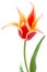Lily flowered Tulip Aladdin