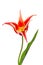 Lily flowered Tulip Aladdin