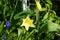 Lily-flowered yellow tulip surrounded by Muscari armeniacum in the garden in spring. Berlin, Germany