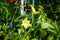 Lily-flowered yellow tulip surrounded by Muscari armeniacum in the garden in spring. Berlin, Germany