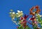 Lily flowers on blue sky background