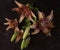 Lily flowers on a dark coloured background