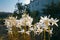 Lily flowers or fleur-de-lis shine in early summer morning bright sunshine, symbol of Holy Trinity and Virgin Mary