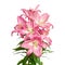 Lily flowers. Pink lilies. Beautiful flowers isolated on white background