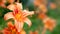 Lily flowers. Wet beautiful orange Lily flowers with raindrops on soft blurred background with bokeh effect. Daylily in the garden