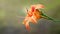 Lily flowers. Wet beautiful orange Lily flowers with raindrops on soft blurred background with bokeh effect. Daylily in the garden