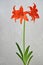 Lily (Hippeastrum-Amaryllidaceae