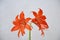 Lily (Hippeastrum-Amaryllidaceae