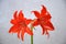 Lily (Hippeastrum-Amaryllidaceae