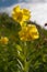 Lily Kesselring Lilium kesselringianum is in the mountains