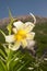 Lily Kesselring (Lilium kesselringianum) is in the mountains