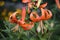 Lily lanceolate flowers close-up