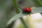 Lily leaf beetle