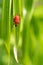 Lily leaf beetle, Lilioceris lilii