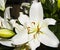 Lily Lilium on black background, Aberdeenshire, Scotland, UK