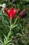 Lily or Lilium dark red fully open blooming perennial flower next to closed flower bud on dark green leaves background planted in