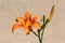 Lily or Lilium orange yellow fully open blooming perennial flower surrounded with flower buds on grey family house wall background