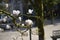 Lily magnolia flower tree