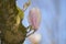 Lily magnolia flower tree closeup
