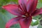 Lily Maroon Flower on Green
