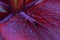 Lily Maroon Flower Petal Abstract