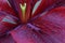 Lily Maroon Flower Petal Abstract