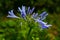 Lily of the Nile African Lily AGAPANTHUS