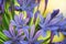 Lily of the Nile - Agapanthus