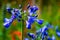 Lily of the nile, blue flower closeup, african lily