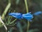 Lily of the Nile blue flower in shallow depth of field