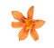 Lily orange daylily isolated