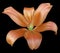 Lily orange flower, isolated with clipping path, on a black background. beautiful lily, transparent green center. for design.
