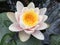 Lily pad pond with white pink and yellow flower