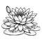 lily pad water lily drawing, simple lily pad drawing, simple easy water lily drawing, water lily drawing top view