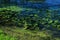 Lily pads on the bank of an overgrown pond. Summer time