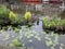 Lily pads and bird with her baby on the canal in Hoofpdorp