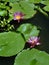 Lily pads with flowers.