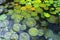 Lily pads in garden, Miami, FL