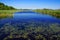 Lily Pads in the Marshlands