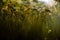 Lily Pads in New England Lake