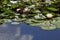 Lily pads in a pond