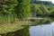 Lily pads on pond, surrounding trees