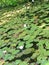 Lily pads on Sandy Pond, West Yarmouth, Cape Cod