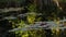 Lily pads and tranquil reflections in a pond or lake during summertime evening sunshine