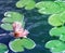 Lily Pads and Water Lily in the Summertime