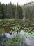 Lily pads and wetland grass on lake in Rocky Mountain National Park